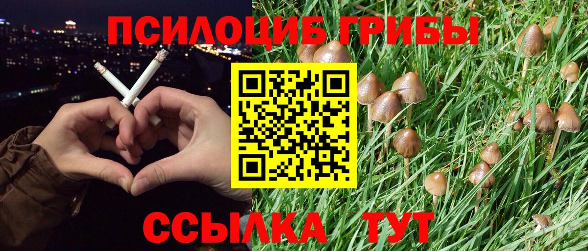 Галлюциногенные грибы Psilocybine cubensis Балашов